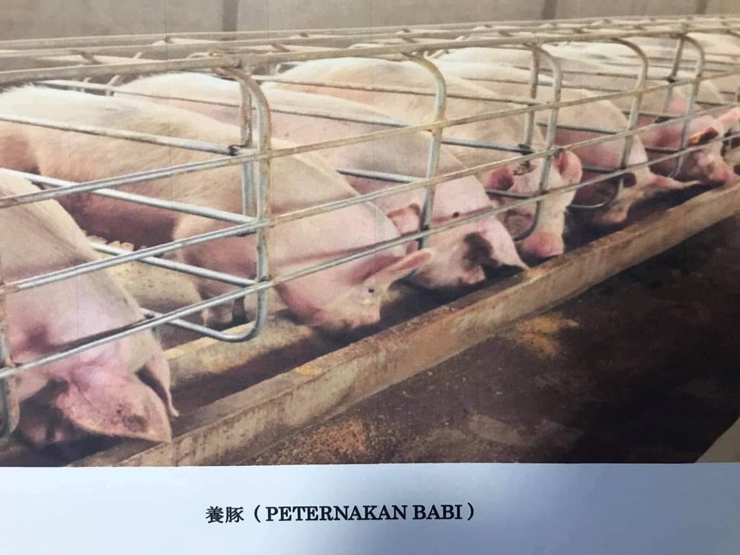 Peternakan babi di Jepang